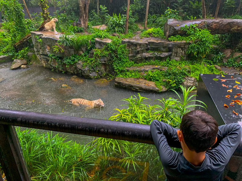 The white tigers enjoying a swim in the rain at the Singapore Zoo.