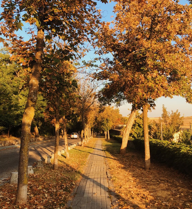 Una de mis cosas favoritas sobre caminar a la escuela son, los colores del otoño.